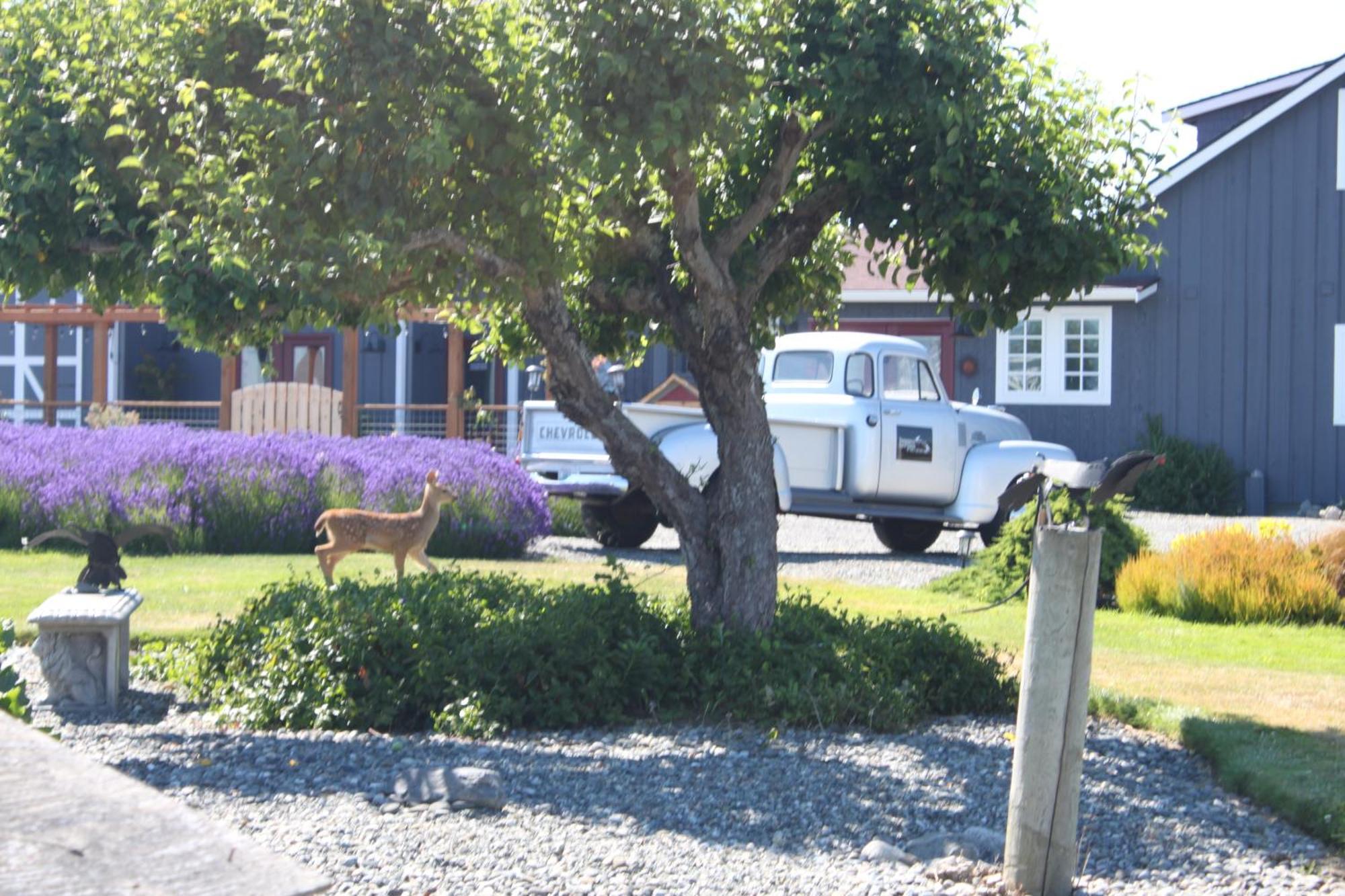 Dungeness Barn House Bed And Breakfast At Two Crows Farm Sequim Exterior foto